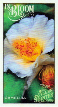 2019 TOPPS ALLEN & GINTER - IN BLOOM MINI - SINGLES - #IB1-IB25 - YOU PICK FROM LIST