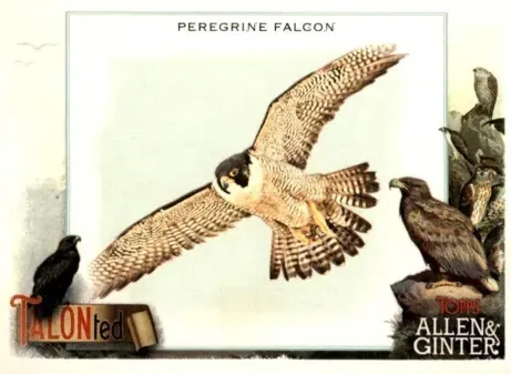 2023 TOPPS ALLEN & GINTER - TALONTED - SINGLES - #TT1-TT20 - YOU PICK FROM LIST